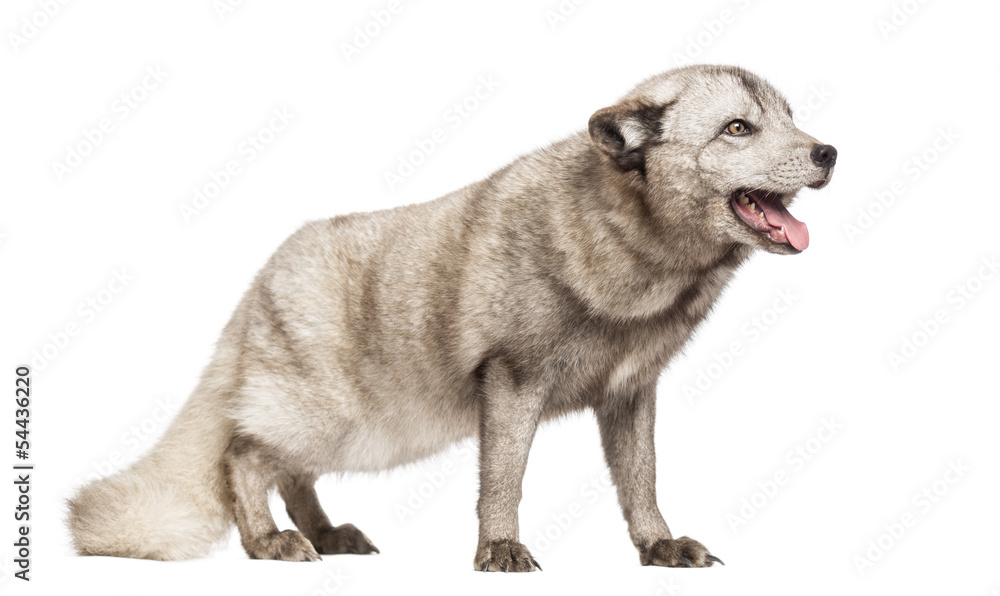 Fototapeta premium Arctic fox panting, Vulpes lagopus,isolated