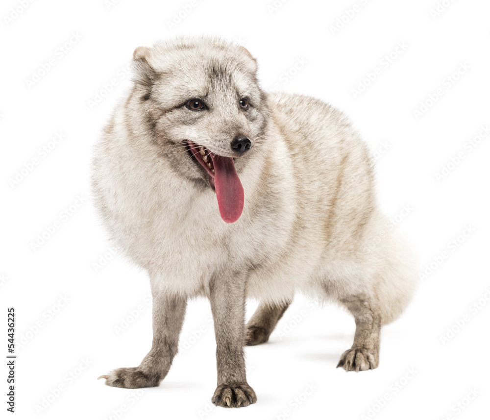 Obraz premium Arctic fox panting, Vulpes lagopus, isolated