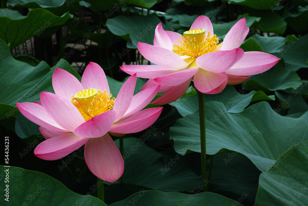 Obraz premium 千葉公園初夏の大賀蓮