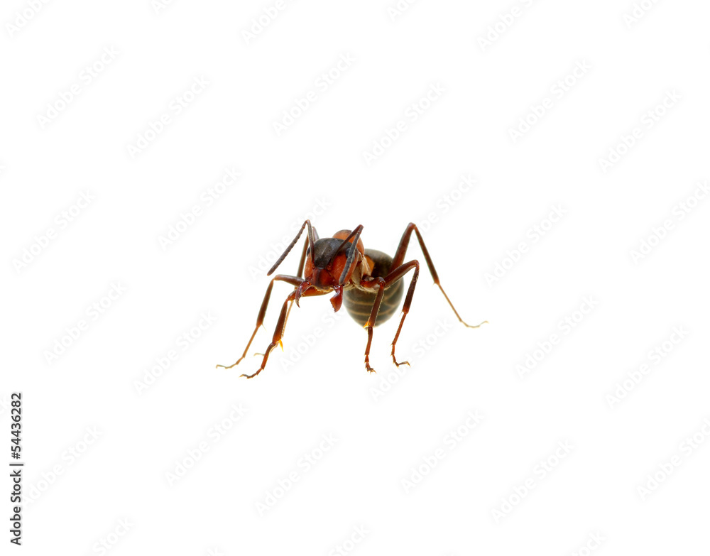 Ant on white Ant on white