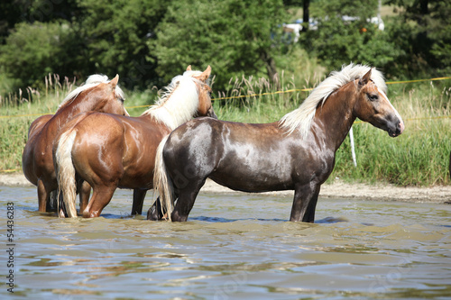 Batch of chestnut horses in the wather