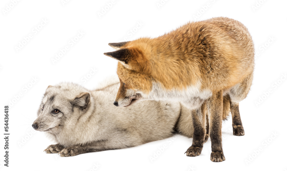 Fototapeta premium Red Fox, Vulpes vulpes, standing and Arctic Fox, Vulpes lagopus