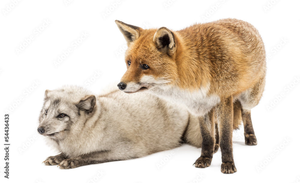 Fototapeta premium Red Fox, Vulpes vulpes, standing and Arctic Fox, Vulpes lagopus