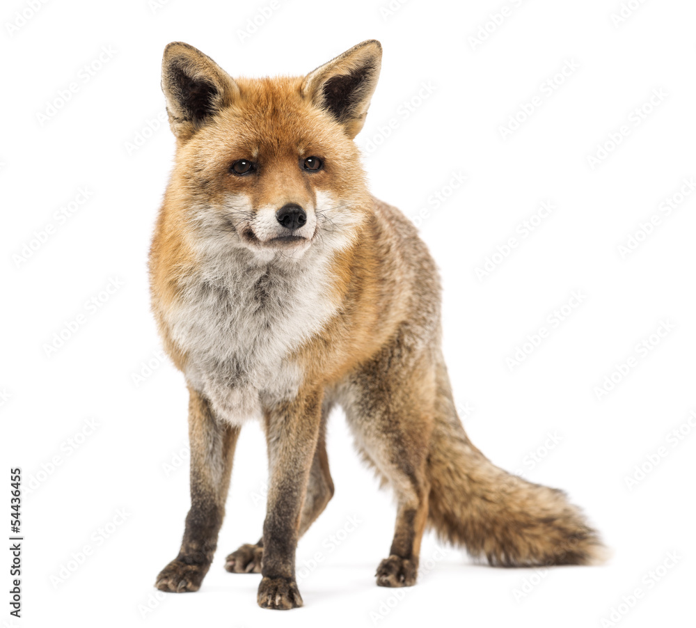Obraz premium Red fox, Vulpes vulpes, standing, isolated on white