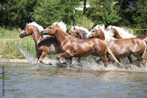 Fototapeta Naklejka Na Ścianę i Meble -  Batch of chestnut horses running in the wather
