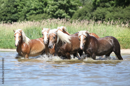 Fototapeta Naklejka Na Ścianę i Meble -  Batch of chestnut horses running in the wather