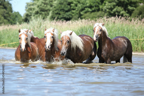 Batch of chestnut horses running in the wather