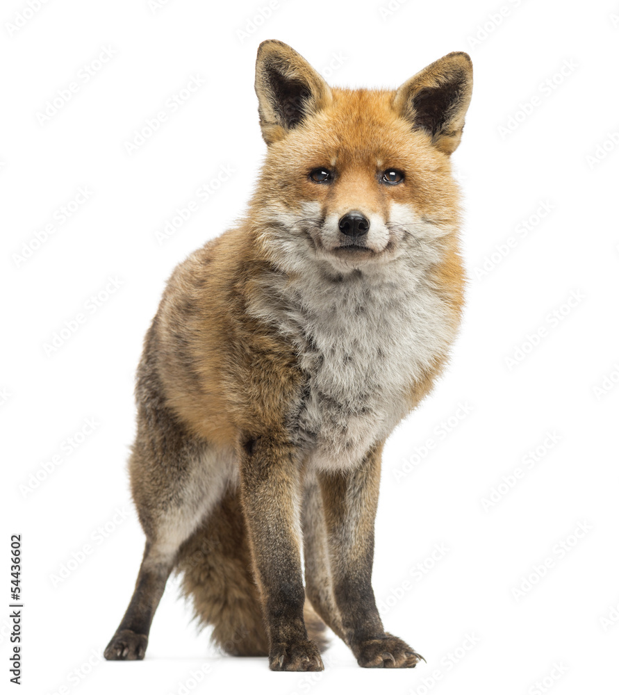 Red fox, Vulpes vulpes, standing, isolated on white Red fox, Vulpes vulpes, standing, isolated on white