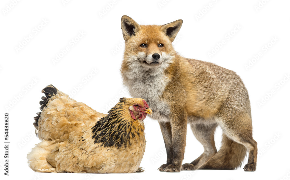 Red fox, Vulpes vulpes, standing next to a Hen, lying, isolated