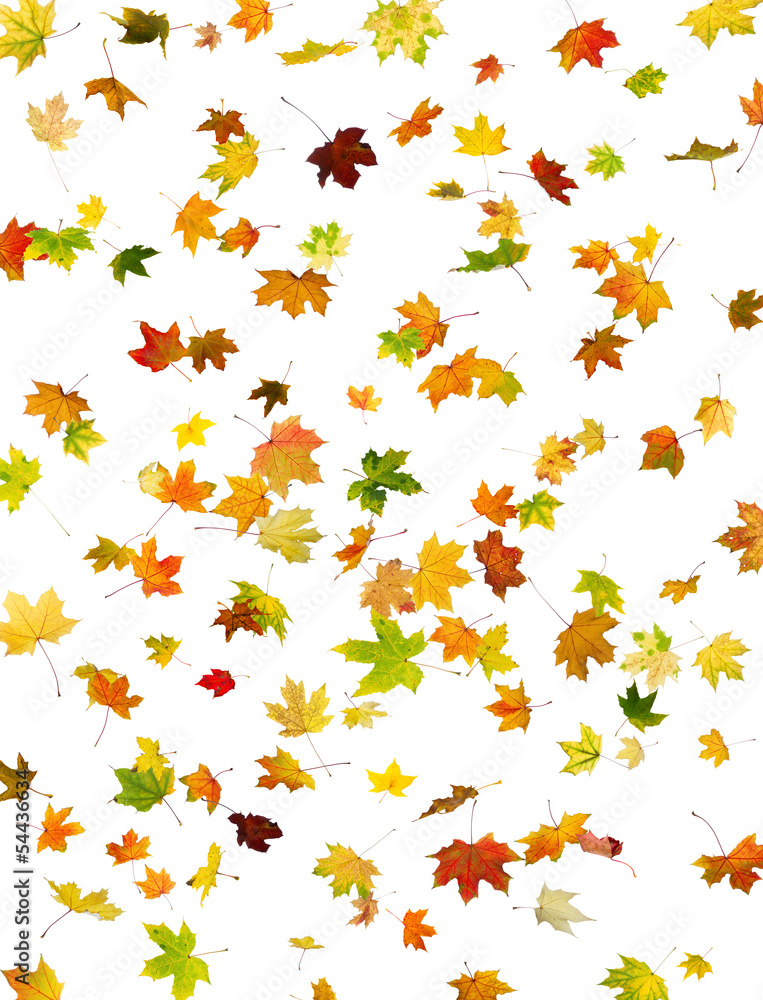 Background of falling maple autumn leaves on white.