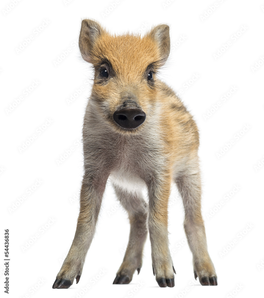 Obraz premium Wild boar, Sus scrofa, standing