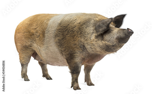 Domestic pig standing and looking away, isolated on white