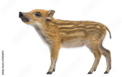 Side view of a Wild boar, Sus scrofa, looking up, isolated