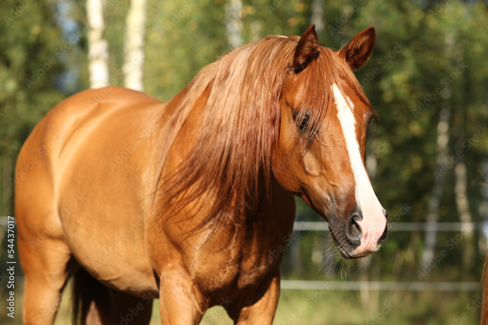 Fototapeta premium Portrait of nice arabian horse