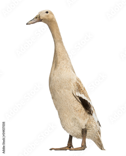Female Indian Runner Duck, Anas platyrhynchos domesticus