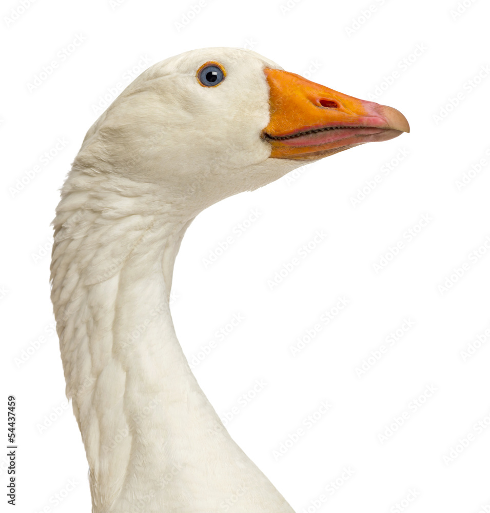 Close-up of a Domestic goose, Anser anser domesticus, isolated