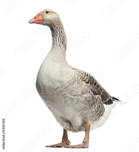 Obraz na plátne Domestic goose, Anser anser domesticus, isolated on white