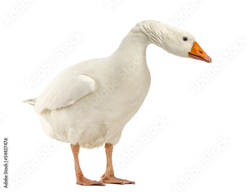 Fototapeta Domestic goose, Anser anser domesticus, standing