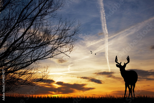 Deer silhouette at sunset