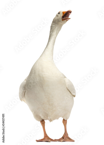 Domestic goose, Anser anser domesticus, standing and looking up