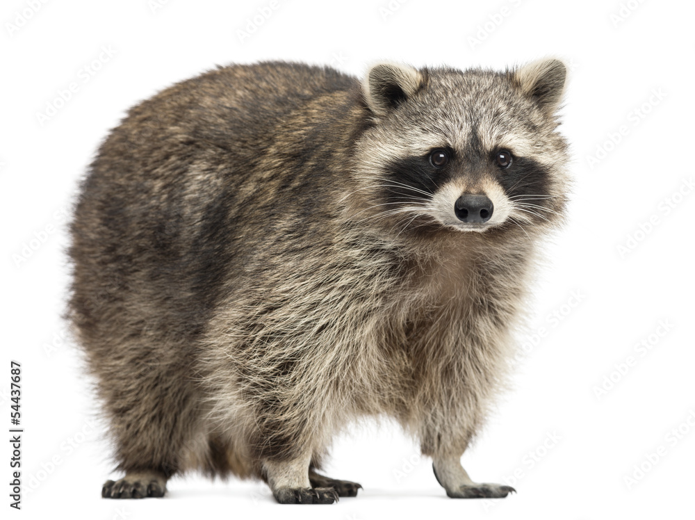 Racoon, Procyon Iotor,  standing, isolated on white