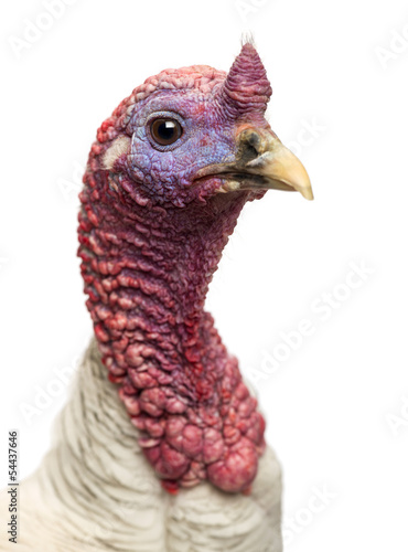 Close-up of a Turkey, Meleagris gallopavo, isolated on white