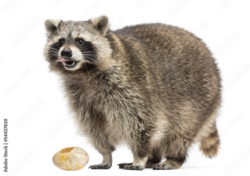 Racoon, Procyon Iotor, standing, eating an egg, isolated Racoon, Procyon Iotor, standing, eating an egg, isolated
