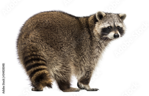 Rear view of a Racoon, Procyon Iotor, standing, isolated © Eric Isselée