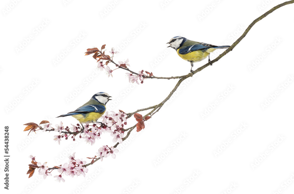 Fototapeta premium Two Blue Tits whistling on a flowering branch, isolated