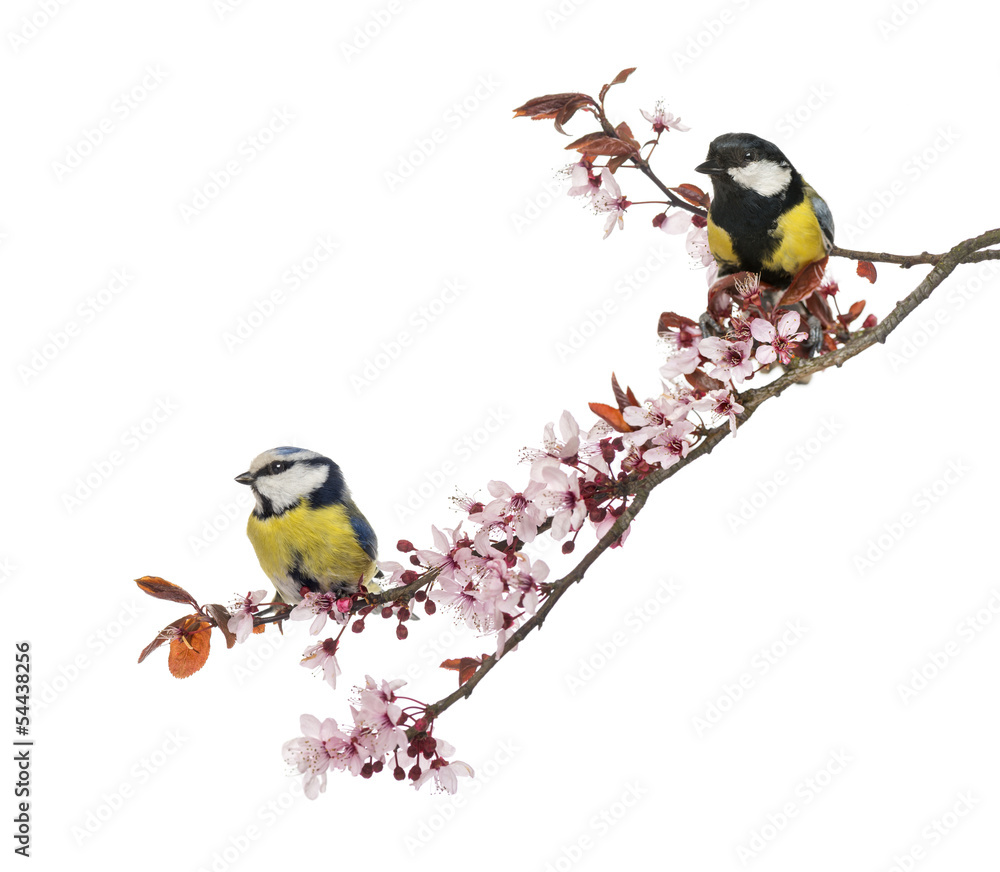 Fototapeta premium Great Tit and Blue Tit perched on a blossoming branch, isolated