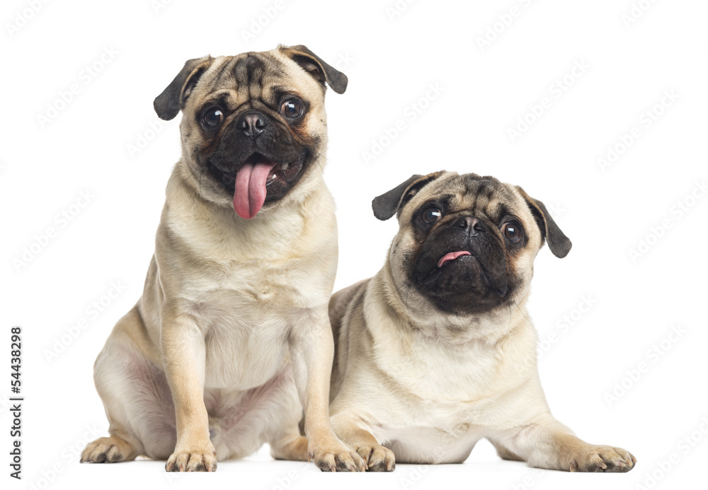 Two pugs sticking the tongue out, isolated on white Two pugs sticking the tongue out, isolated on white