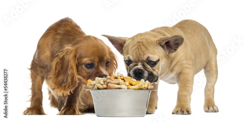 Fototapeta Naklejka Na Ścianę i Meble -  French Bulldog puppy and Cavalier king Charles eating