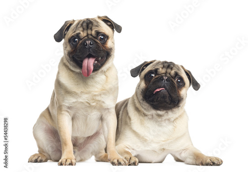 Two pugs sticking the tongue out, isolated on white © Eric Isselée