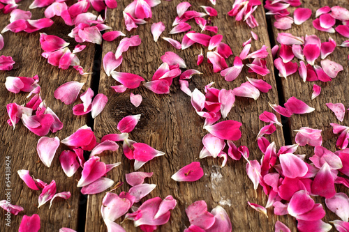 pink flowers