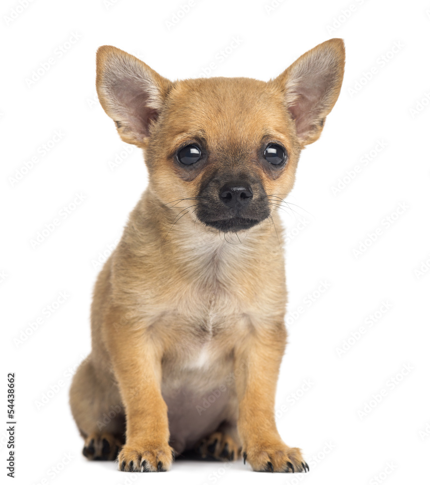 Chihuahua puppy sitting, 4 months old, isolated on white Chihuahua puppy sitting, 4 months old, isolated on white