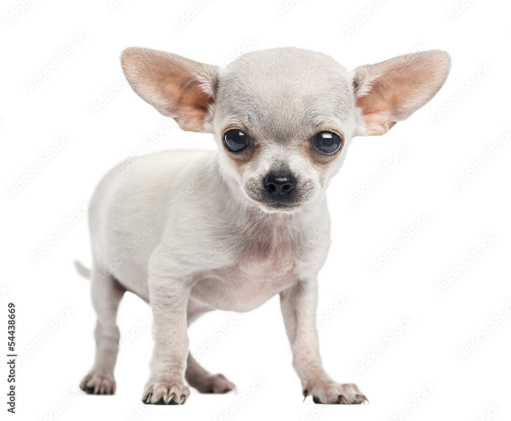 Chihuahua puppy standing, looking at the camera, 4 months old, i