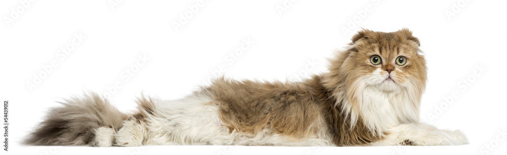 Obraz premium Highland Fold lying, isolated on white