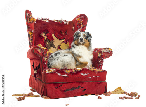 Australian Shepherd lying proudly on a detroyed armchair photo