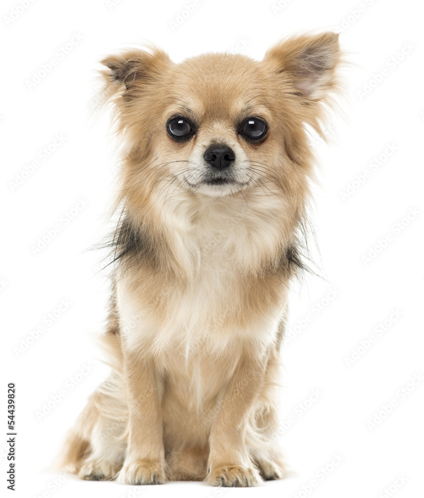 Chihuahua sitting and facing, looking at the camera, isolated on Chihuahua sitting and facing, looking at the camera, isolated on