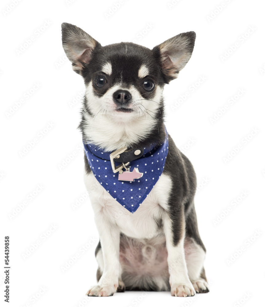 Chihuahua wearing a bandana collar, sitting, isolated on white