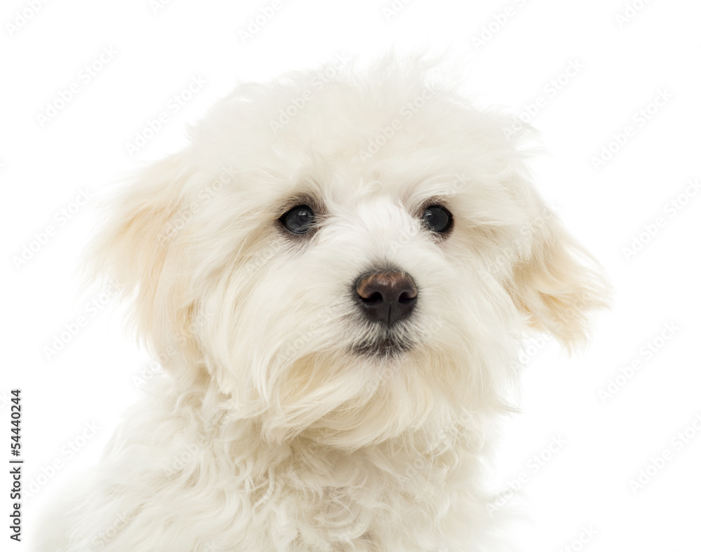 Close up of a Maltese puppy, 7 months old, isolated on white