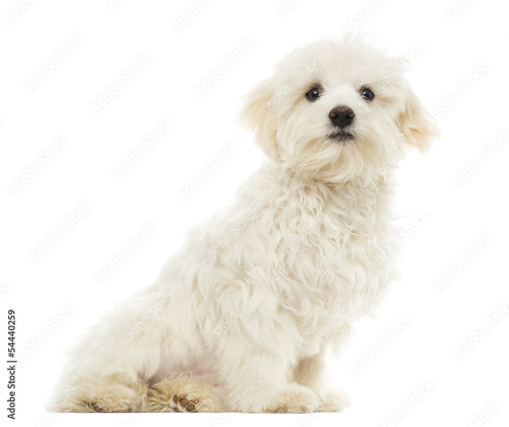 Maltese puppy sitting, 7 months old, isolated on white Maltese puppy sitting, 7 months old, isolated on white