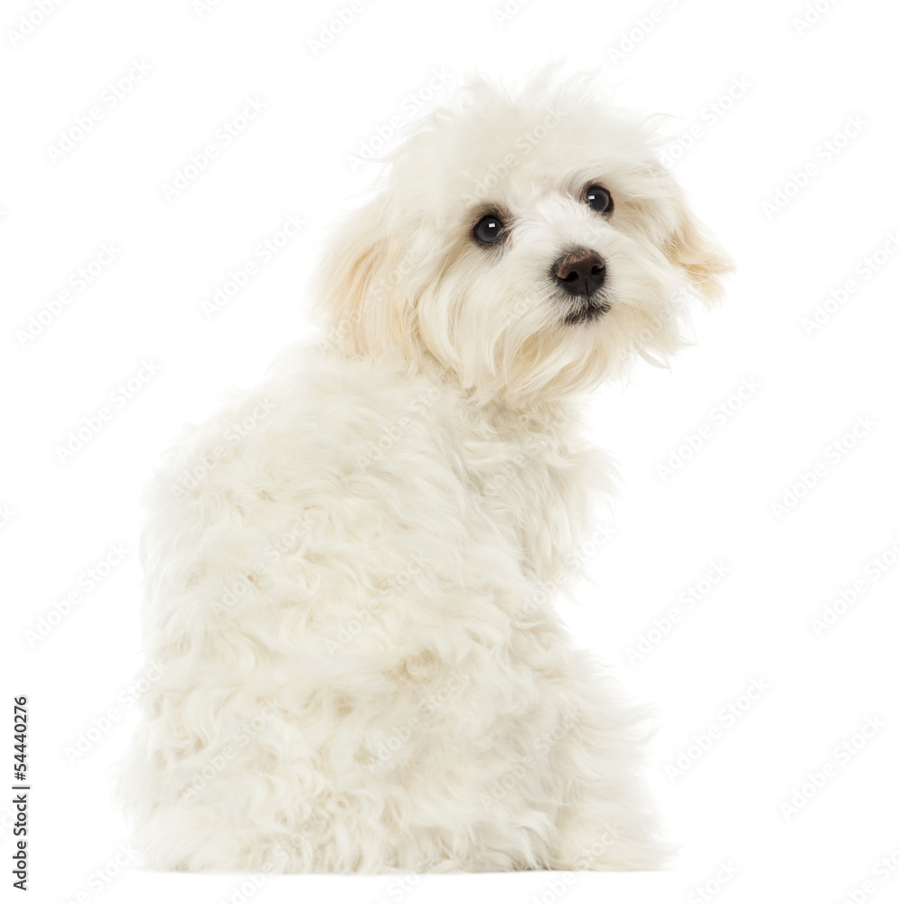 Rear view of a Maltese puppy looking at the camera, 7 months old