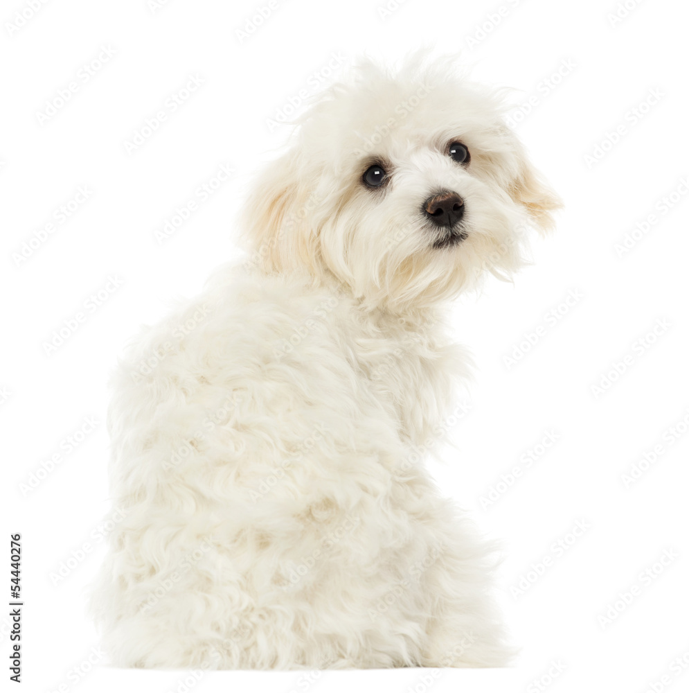 Obraz premium Rear view of a Maltese puppy looking at the camera, 7 months old
