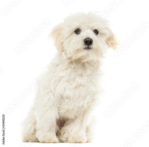 Maltese puppy sitting, 7 months old, isolated on white