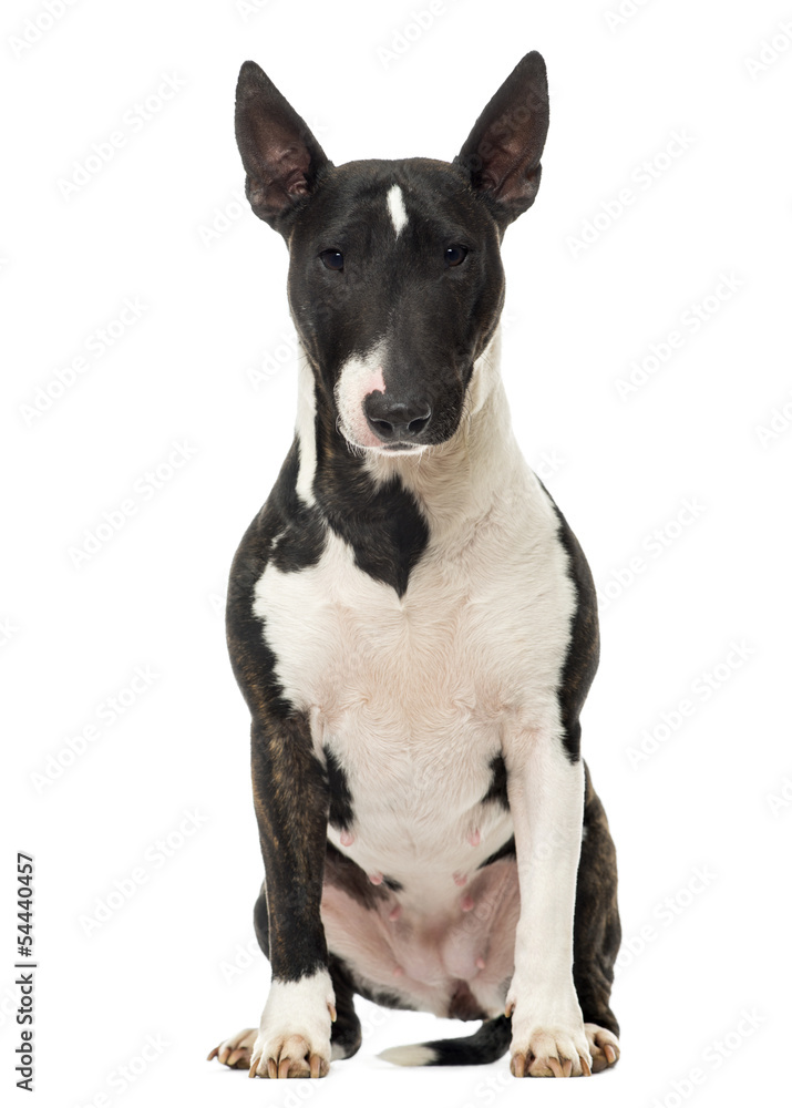 Bull Terrier Miniature sitting, isolated on white Bull Terrier Miniature sitting, isolated on white