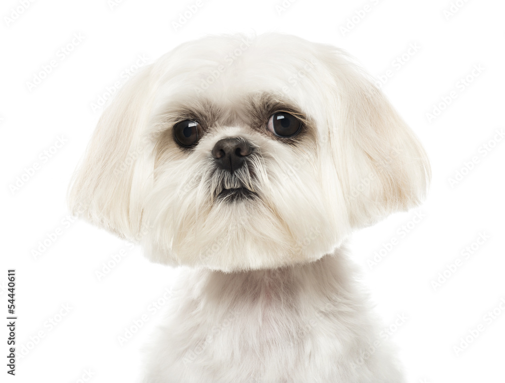 Close up of a Shih Tzu looking at the camera, isolated on white Close up of a Shih Tzu looking at the camera, isolated on white