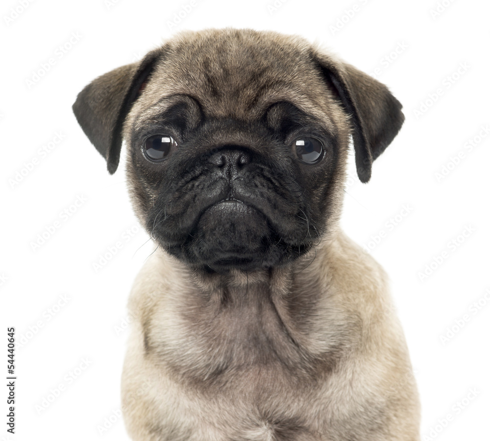 Close up of a Pug puppy, 2 months old, isolated on white