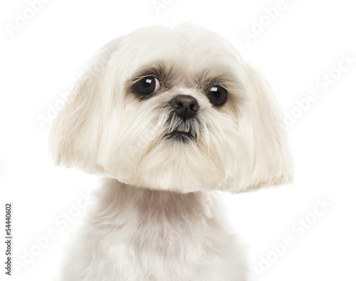 Fototapeta Naklejka Na Ścianę i Meble -  Close up of a Shih Tzu looking at the camera, isolated on white