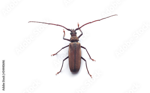 beetle © Ionescu Bogdan